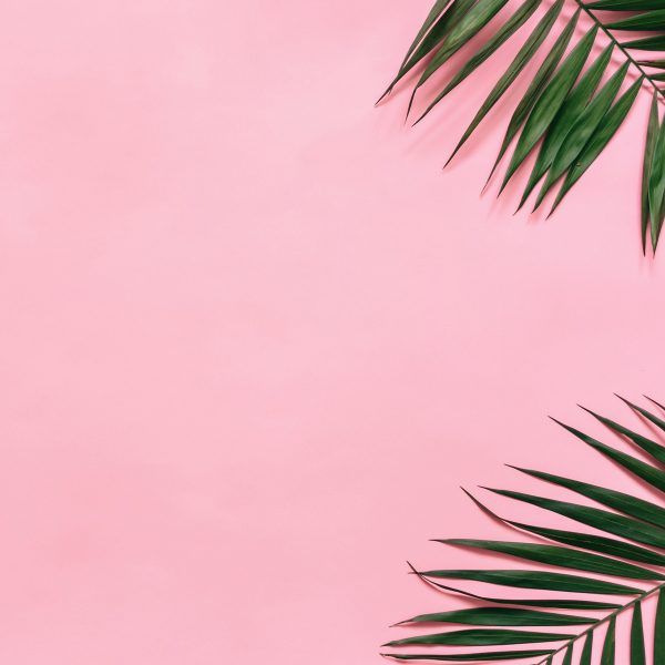 tło fotograficzne instagram palmy